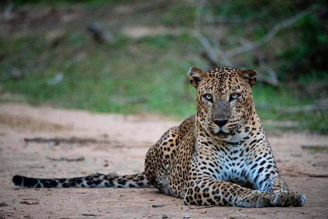 Kumana National Park