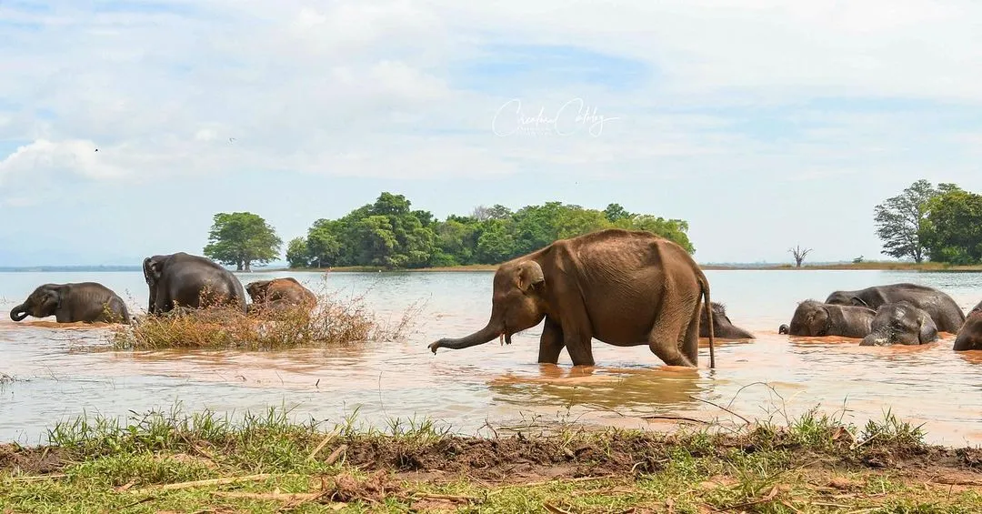 Udawalawe National Park