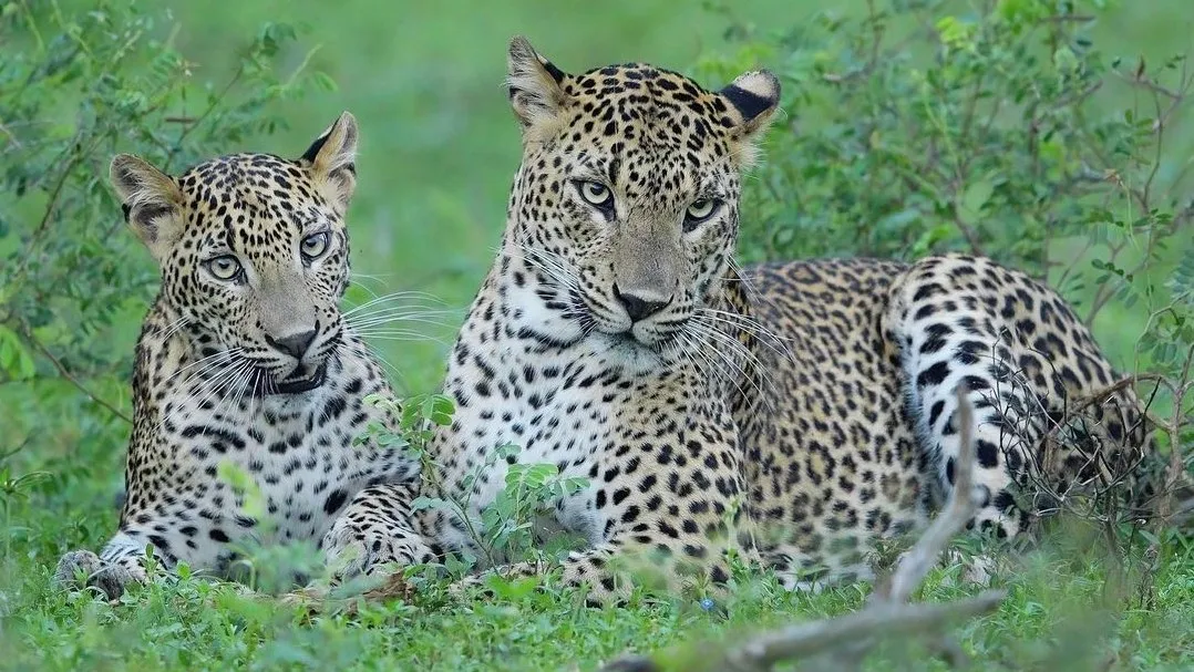 Yala National Park