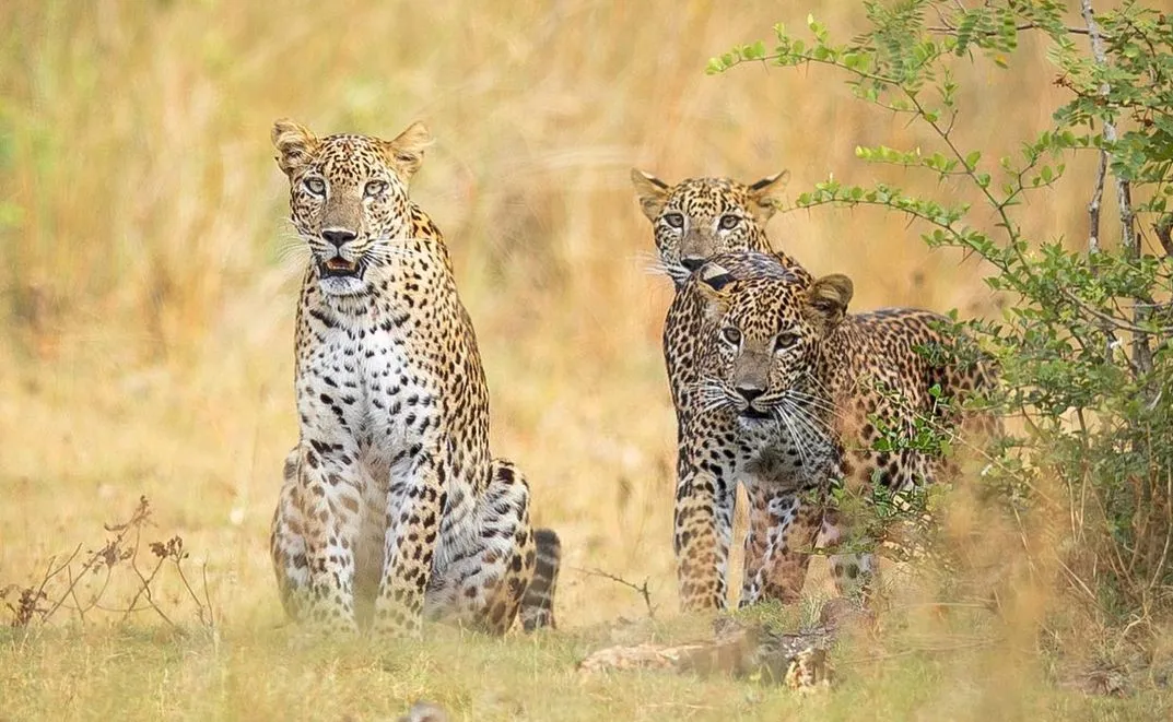 Wilpattu National Park