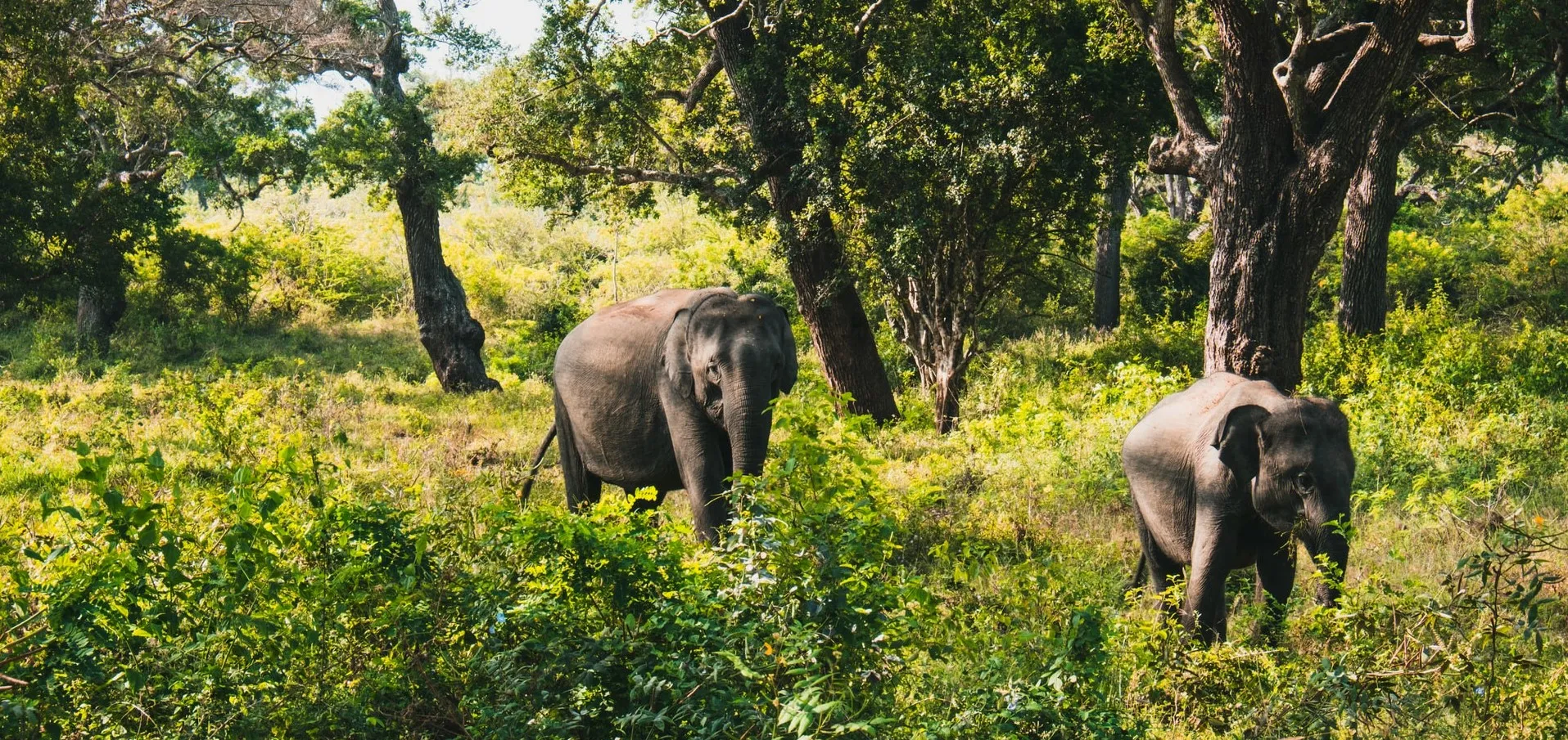 Things to do in Yala, Sri Lanka