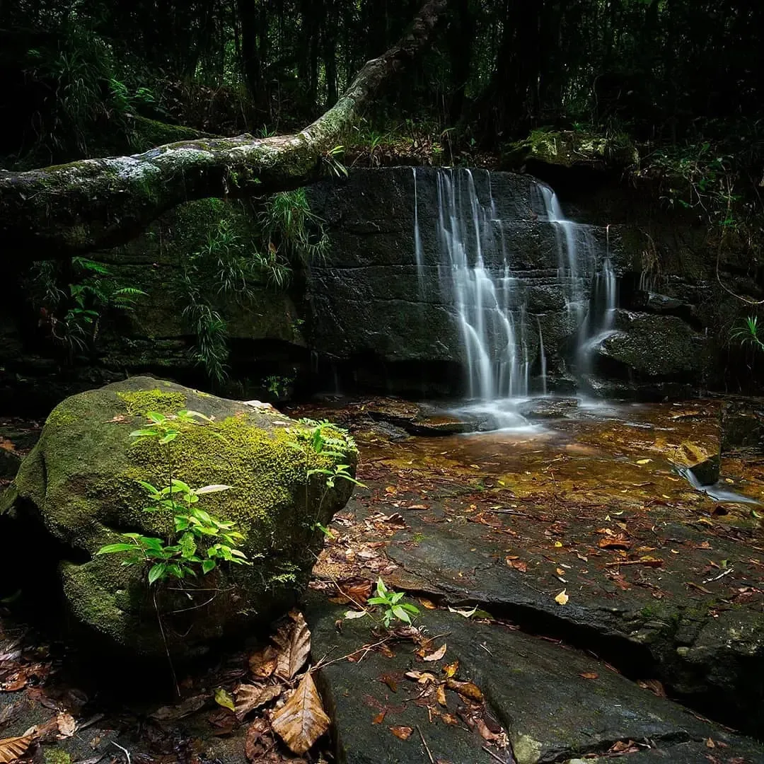 Sinharaja Forest Reserve